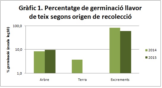 taxus-germinacio-recoleccio