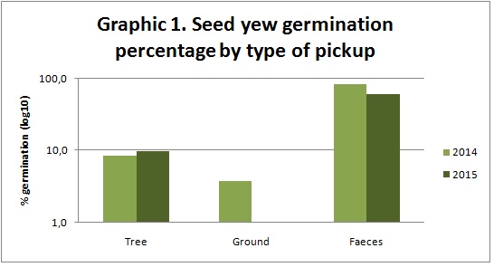 taxus-germination-recolected