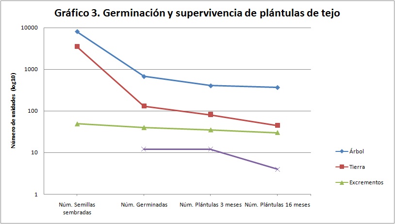 Taxus-germinacion-supervivencia